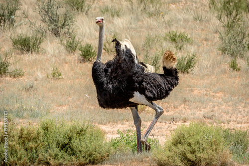 Male Ostrich displaying in the sand.