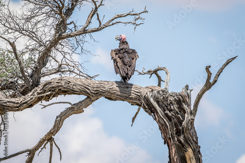 Lappet-faced vulture on a branch. photo