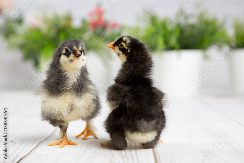 nestling chick. farm chicken.baby