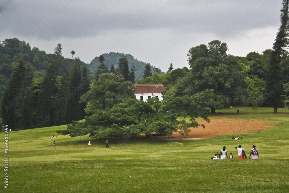 Fototapeta premium Größter Baum (Ficus Benjamini) der Welt in Sri Lanka (Kandy) im botanischen Garten Peradeniya mit Haus und Wiese