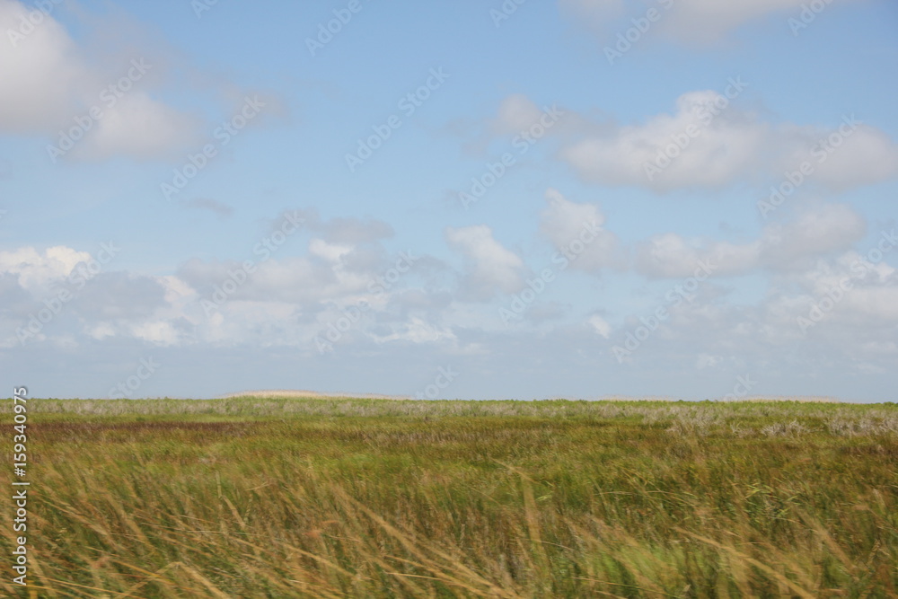 grassy field