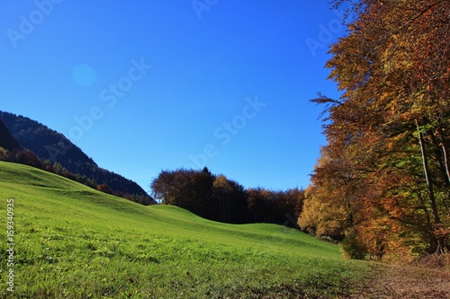 Beechwood and meadow, Trentino Alto Adige, Italy