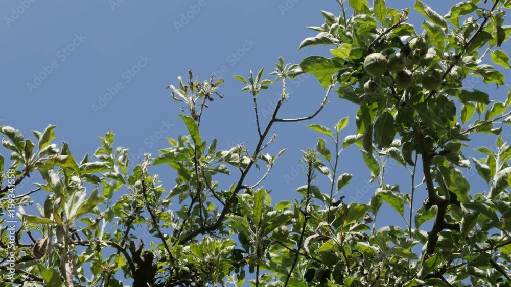 Apple fruit orchard against blue sky 4K 2160p 30fps UltraHD footage - Close-up of Malus pumila tree branches 3840X2160 UHD video Apple fruit orchard against blue sky 4K 2160p 30fps UltraHD footage - Close-up of Malus pumila tree branches 3840X2160 UHD video