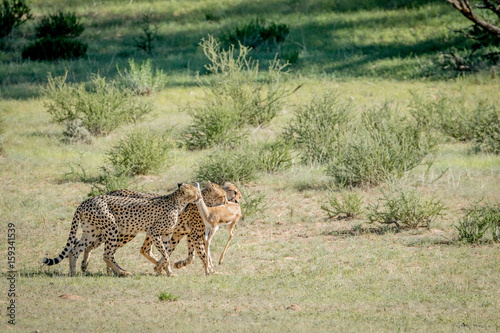 Three Cheetahs on a Springbok kill.