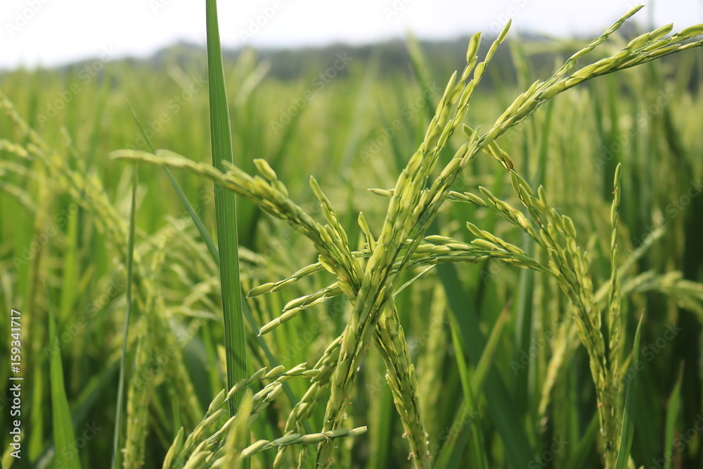 Agriculture of indonesia, agriculture of asian, Rice fields, Fields of wheat, Paddy fields, indonesia | Asian Agriculture of indonesia, agriculture of asian, Rice fields, Fields of wheat, Paddy fields, indonesia | Asian