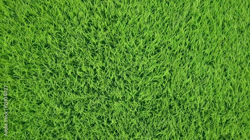 Wallpaper Mural aerial view of rice field Torontodigital.ca