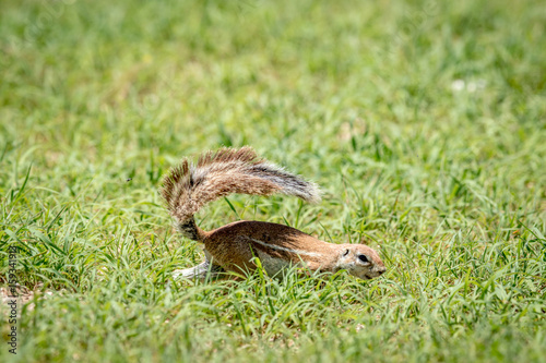 Ground squirrel running in the grass. © simoneemanphoto