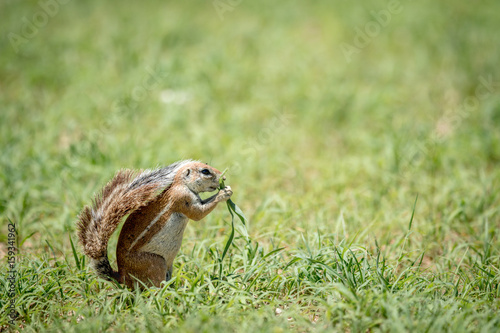 Ground squirrel eating grass in Kalagadi.