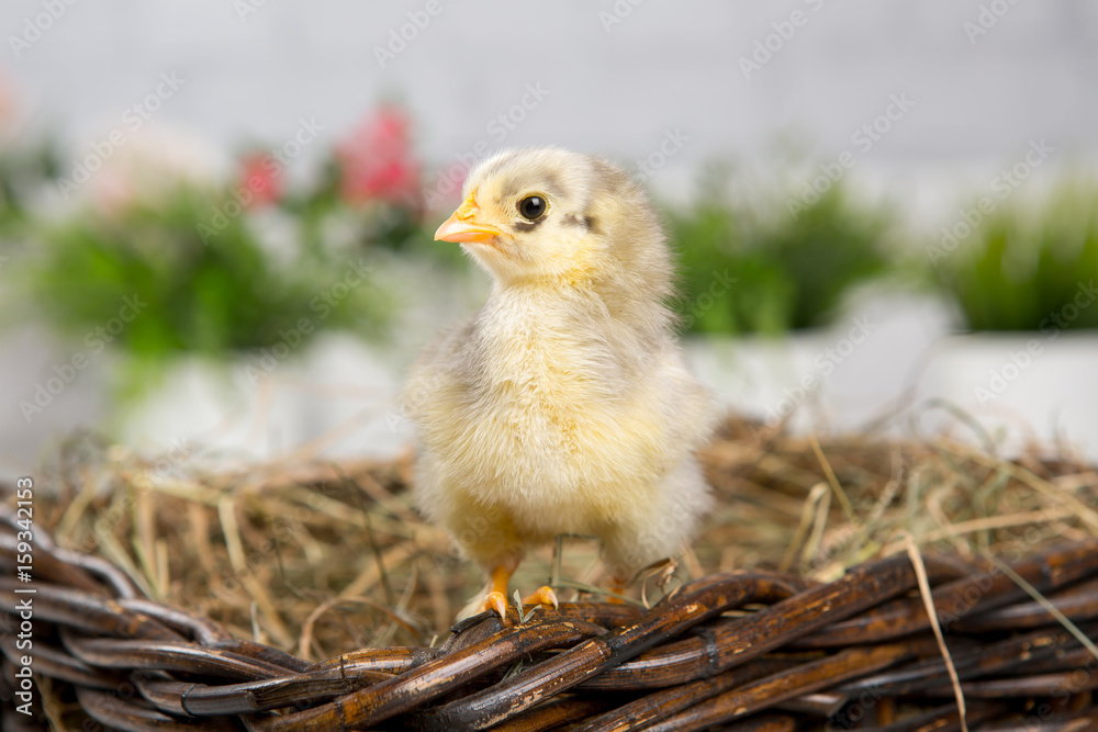 nestling chick. farm chicken.baby