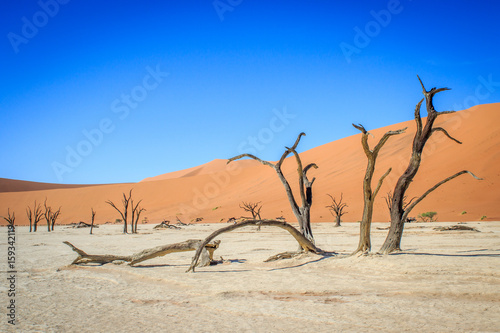 Dead trees in a salt pan in the Deadvlei. © simoneemanphoto