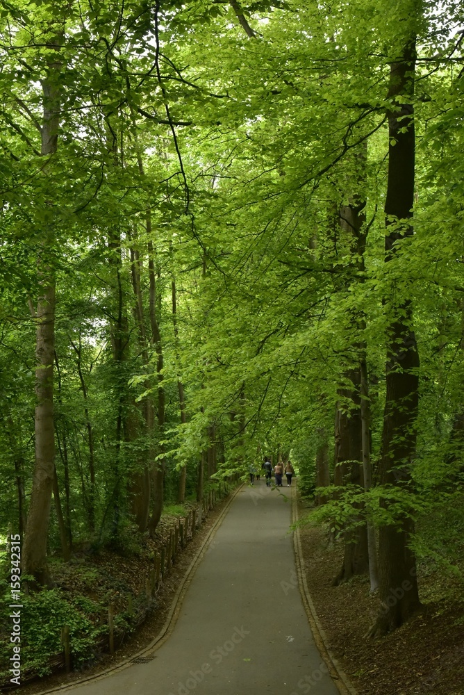 Fototapeta premium Route bitumée pour promeneurs sous la nature luxuriante et dense du parc Josaphat à Schaerbeek 