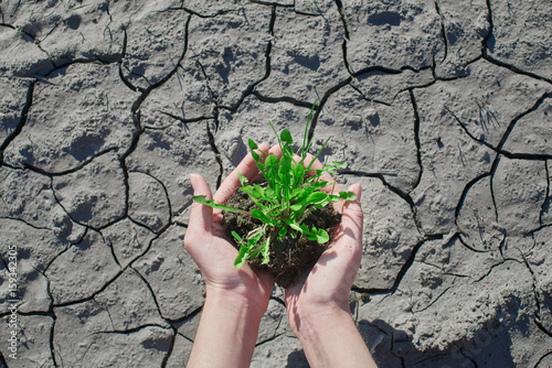 Top view of plant in hands on a background of cracked soil