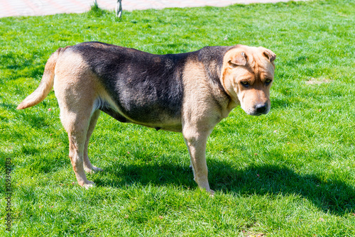 The dog guards the territory. Dog on a green lawn close-up. photo