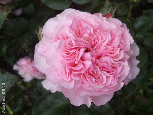 Rose Mariatheresia  Beetrose  rosa