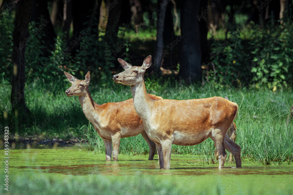 Fototapeta premium Group of hinds (red deer female) walking on meadow with spring flowers in front of forest