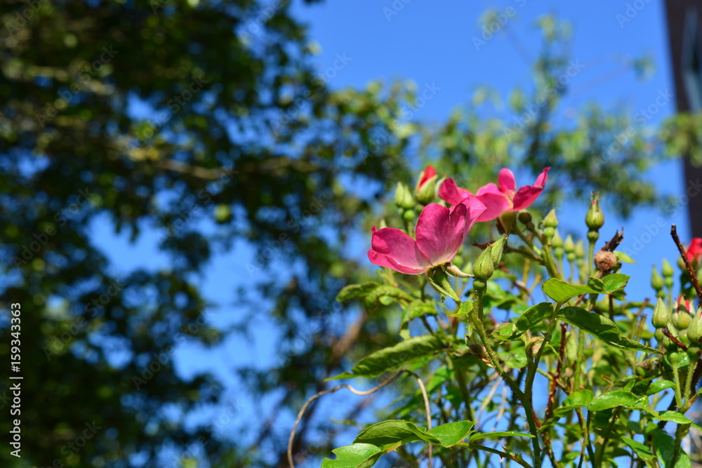Wild pink roses Wild pink roses
