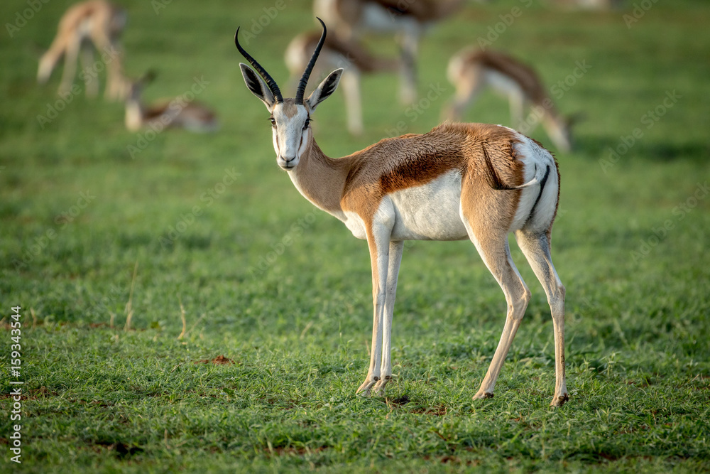 Springbok standing in the grass. Springbok standing in the grass.