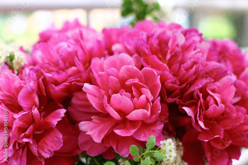 Fototapeta Naklejka Na Ścianę i Meble -  Pink peonies closeup