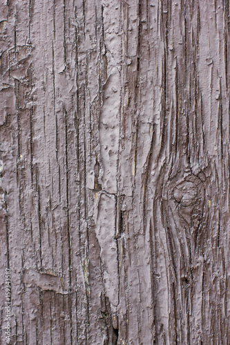 Natural wooden texture of section of an old tree