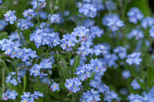 Background of forget-me-not flowers
