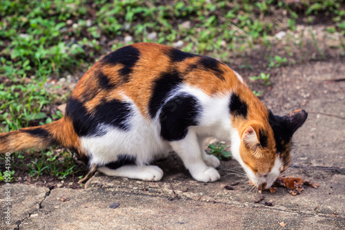 タイ・バンコク・ルンピニパーク・猫