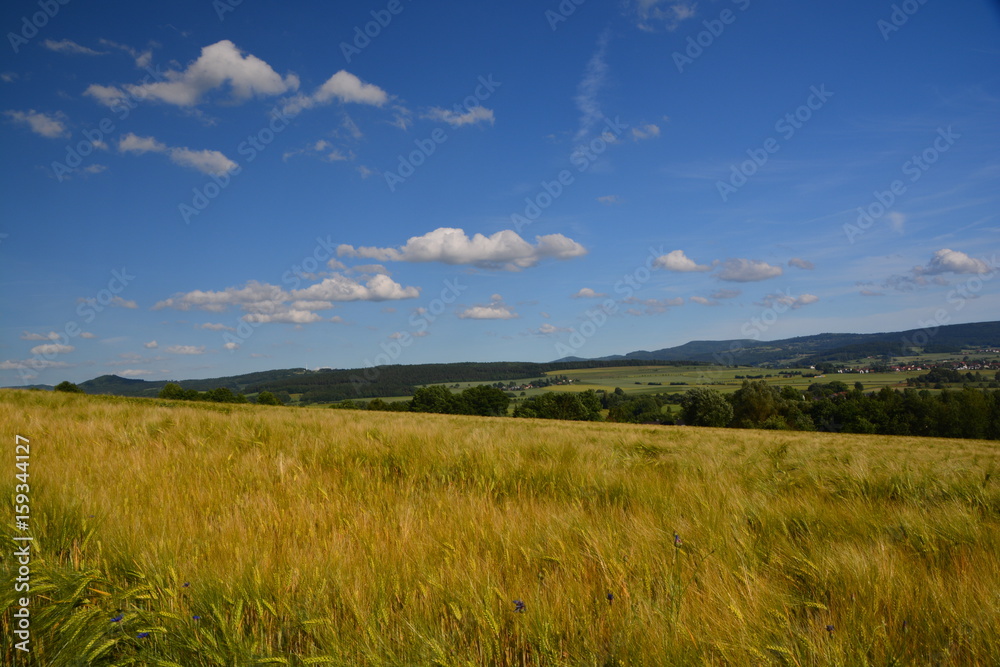 Blick über Getreidefeld