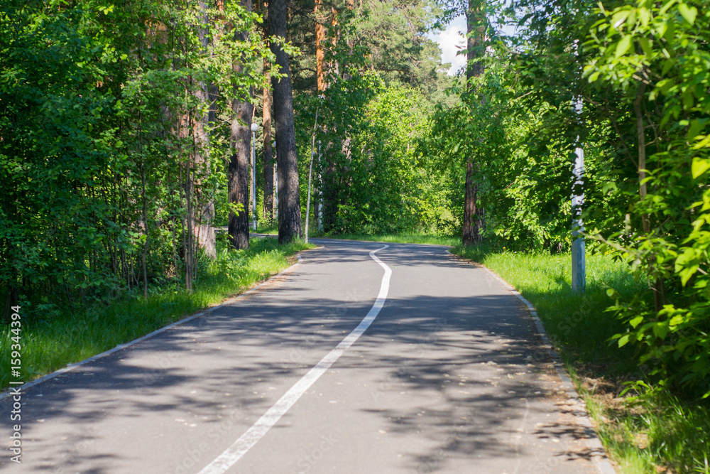 Asphalt road in the forest. Trees and bushes with green foliage. Summer Asphalt road in the forest. Trees and bushes with green foliage. Summer