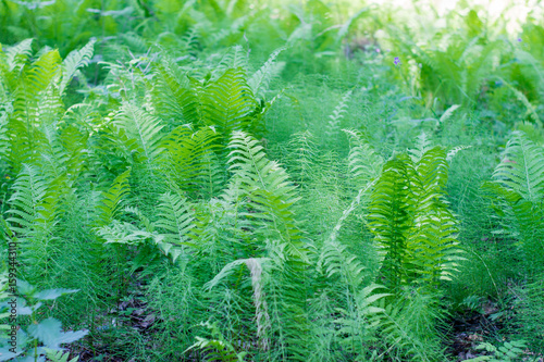 Green fern leaves in the forest. Close-up