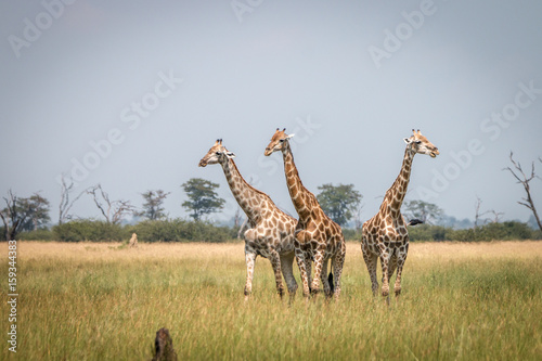 Three Giraffes standing in the grass.