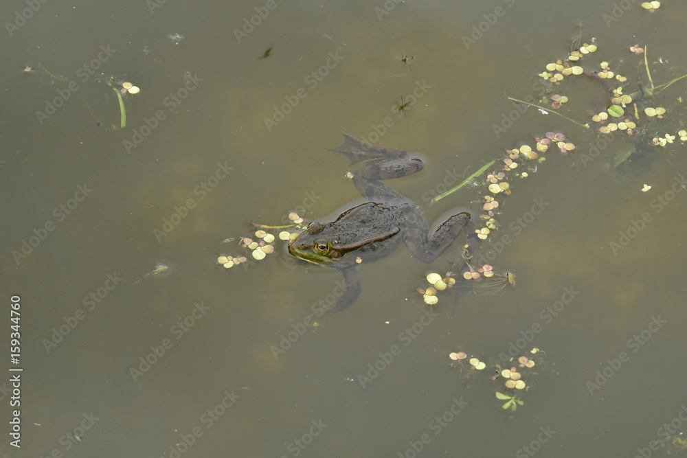 Crapaud dans l'une des pièces d'eau au Jardin Botanique Nationale de Belgique à Meise Crapaud dans l'une des pièces d'eau au Jardin Botanique Nationale de Belgique à Meise