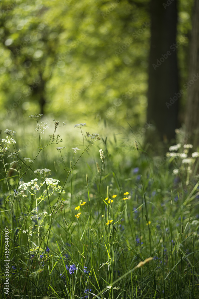 Lovely shallow depth of field fresh landscape of English forest and countryside in Spring sunshine