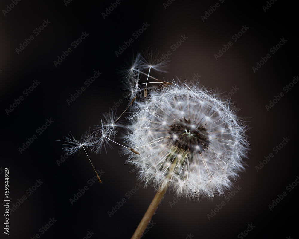 Fototapeta premium Dandelion Fluff
