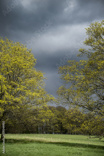 Sunlit oak trees during stormy skies in Spring in English countryside landscape