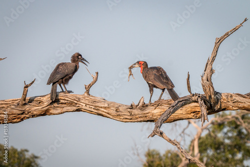 Two Southern ground hornbills on the branch. photo