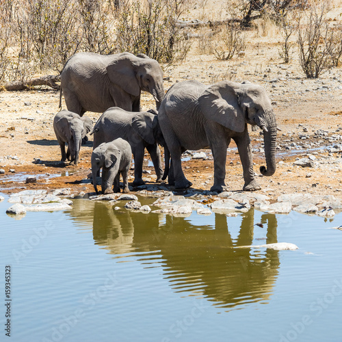 Family of African elephants at Moringa waterhole in Etosha national park. Namibia  Africa.