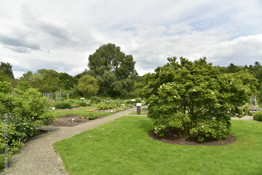 Arbuste rare sur une pelouse à l'Herbetum du Jardin Botanique Nationale de Belgique à Meise Arbuste rare sur une pelouse à l'Herbetum du Jardin Botanique Nationale de Belgique à Meise