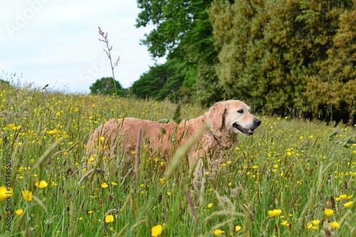Wallpaper Mural Beautiful Golden Torontodigital.ca