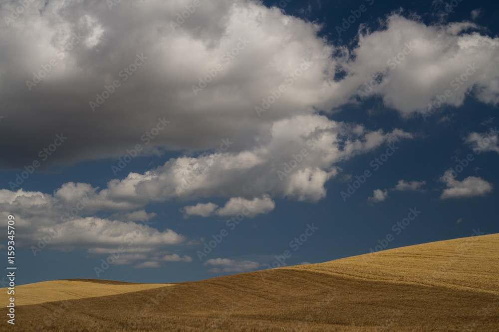 Where Sky Meets Earth #2(P)- Rolling, golden fields of barley create a lovely pattern beneath a deep blue cloudy sky. Tuscany, Italy