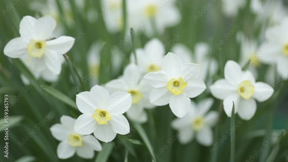 White daffodils. Spring booming flowers with morning light in the garden. White daffodils. Spring booming flowers with morning light in the garden.