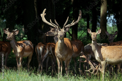 Large group of red deers and hinds walking in forest. Wildlife in natural habitat