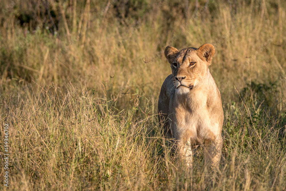 A female Lion walking in the grass. A female Lion walking in the grass.