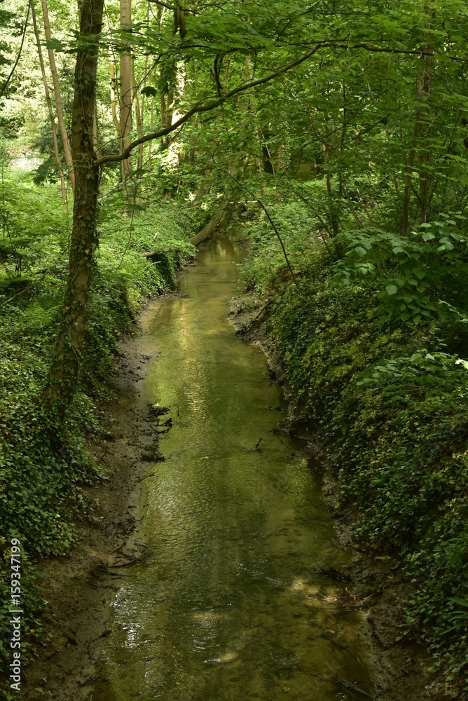 Ruisseau traversant la végétation dense dans le bois du Jardin Botanique National de Belgique à Meise