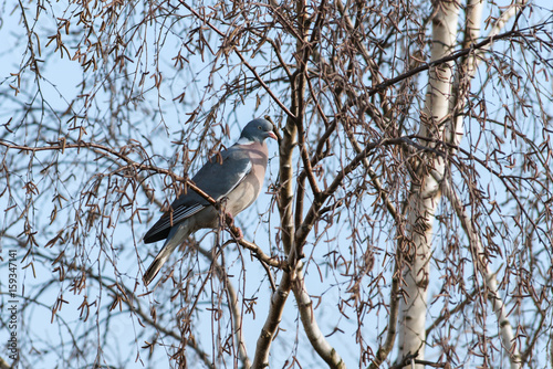common wood pigeon in a birch tree