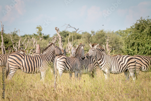 A group of Zebras bonding in the grass.