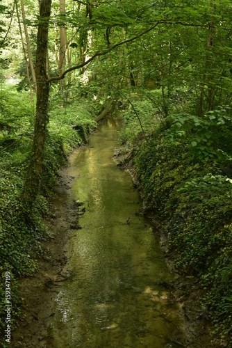 Ruisseau traversant la v  g  tation dense dans le bois du Jardin Botanique National de Belgique    Meise