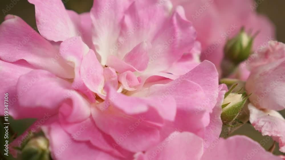 Details of climber Rose woody perennial flower close-up 4K 2160p 30fps UltraHD footage - Pink Rosa plant petals video Details of climber Rose woody perennial flower close-up 4K 2160p 30fps UltraHD footage - Pink Rosa plant petals video