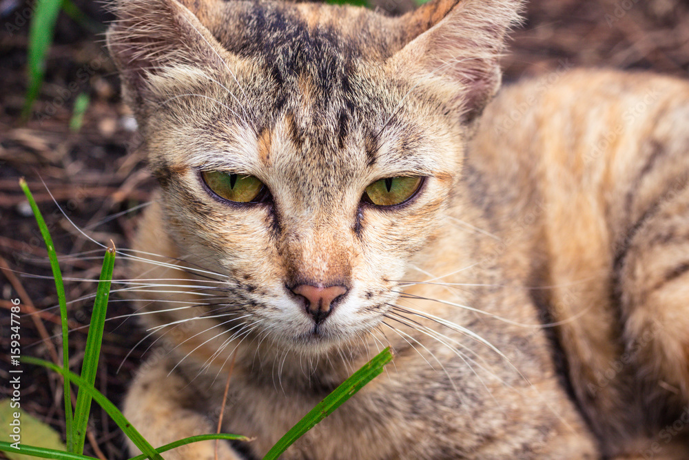 タイ・バンコク・ルンピニパーク・猫