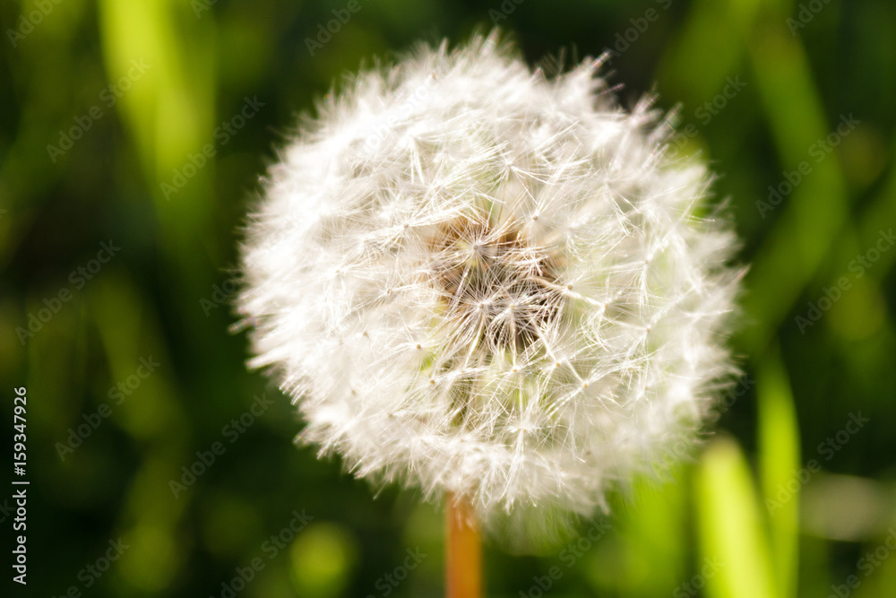 Photo of a dandelion on a green grass background Photo of a dandelion on a green grass background