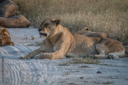 A female Lion resting on the road.