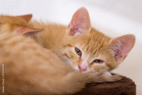 sleeping red kittens